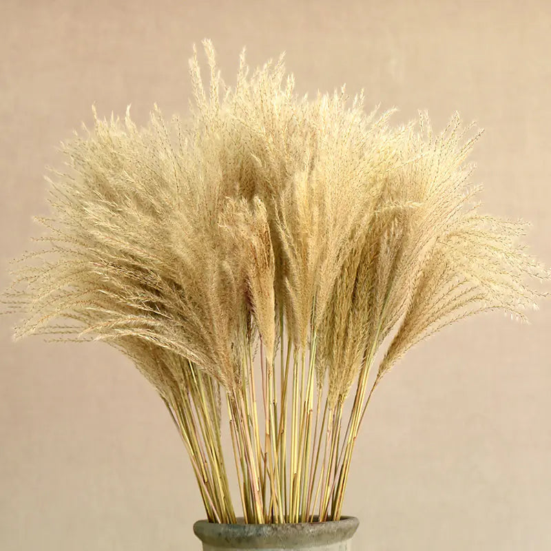 Dried Reed Bouquet Moderne Vases