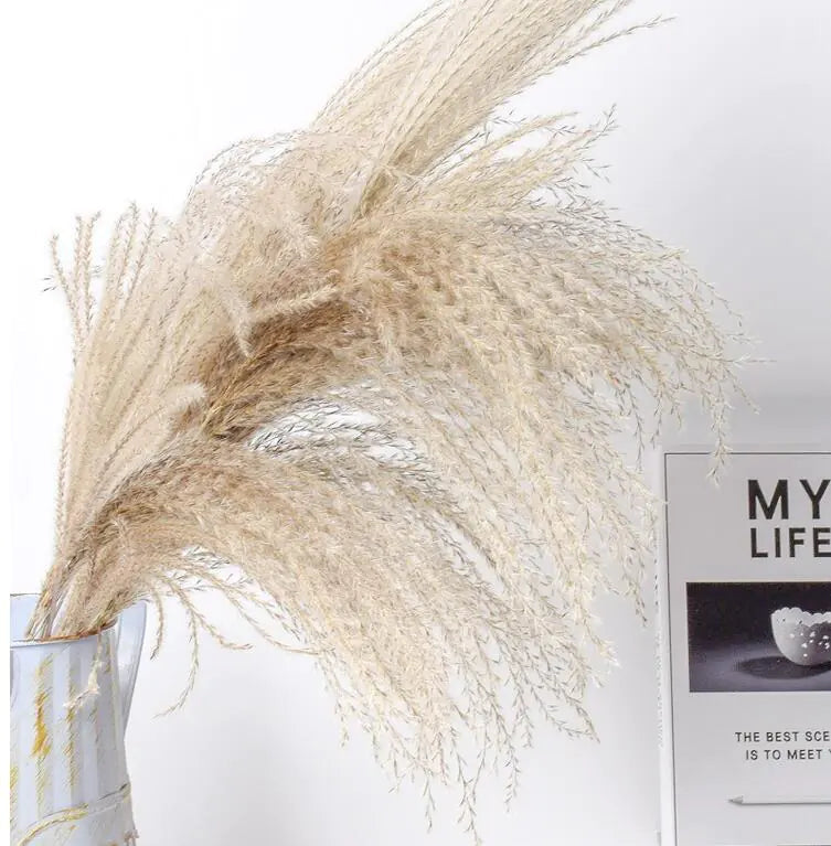 Dried Reed Bouquet Moderne Vases