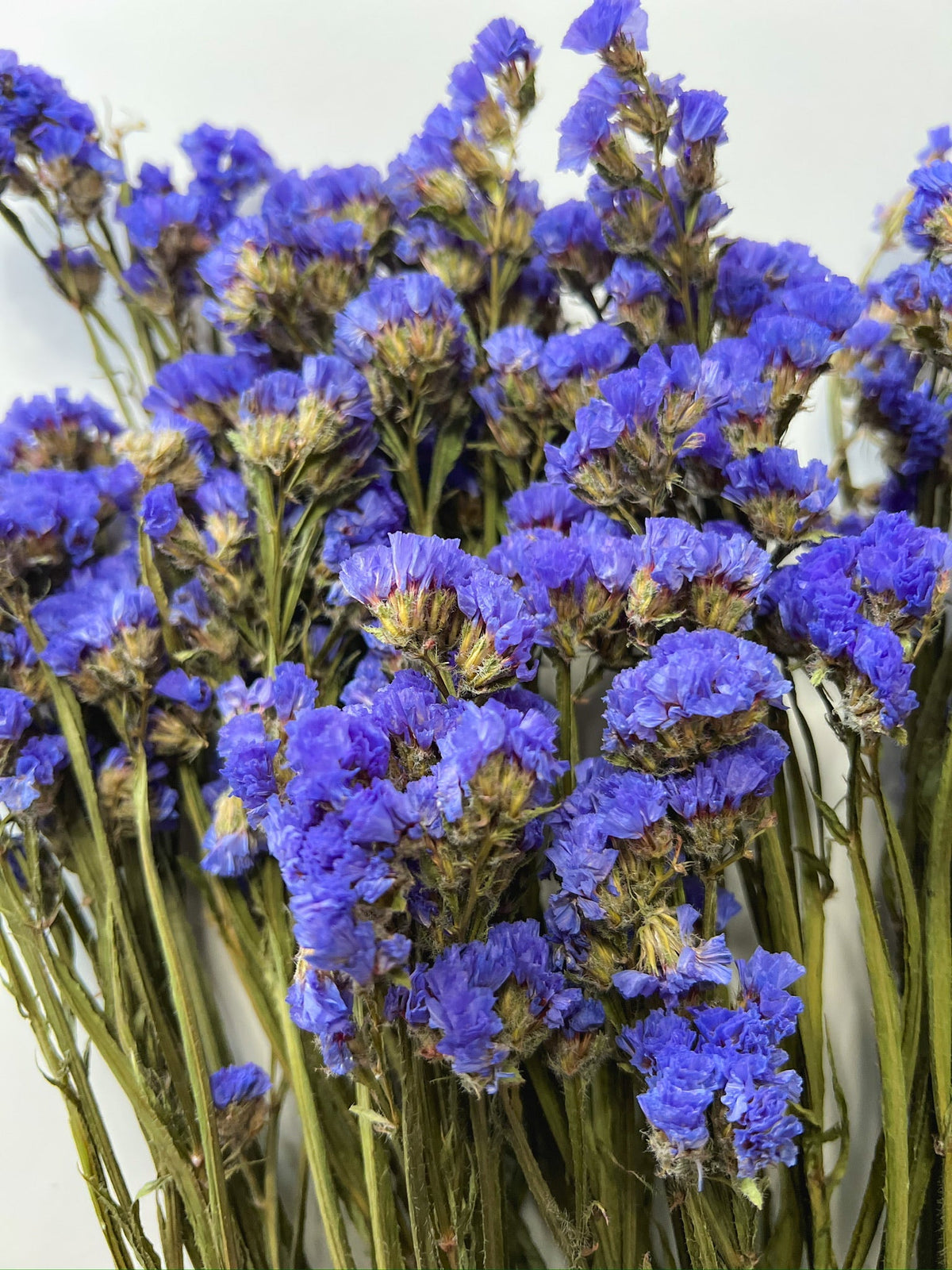Dried Flowers-Statice Blue Sunny Meadows Flower Farm