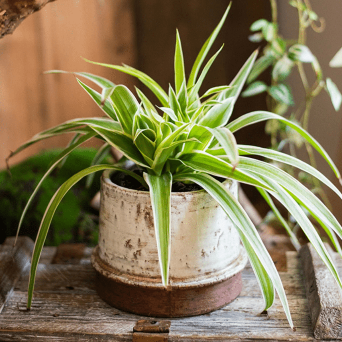 Restoration Ceramic Planter Vase RusticReach
