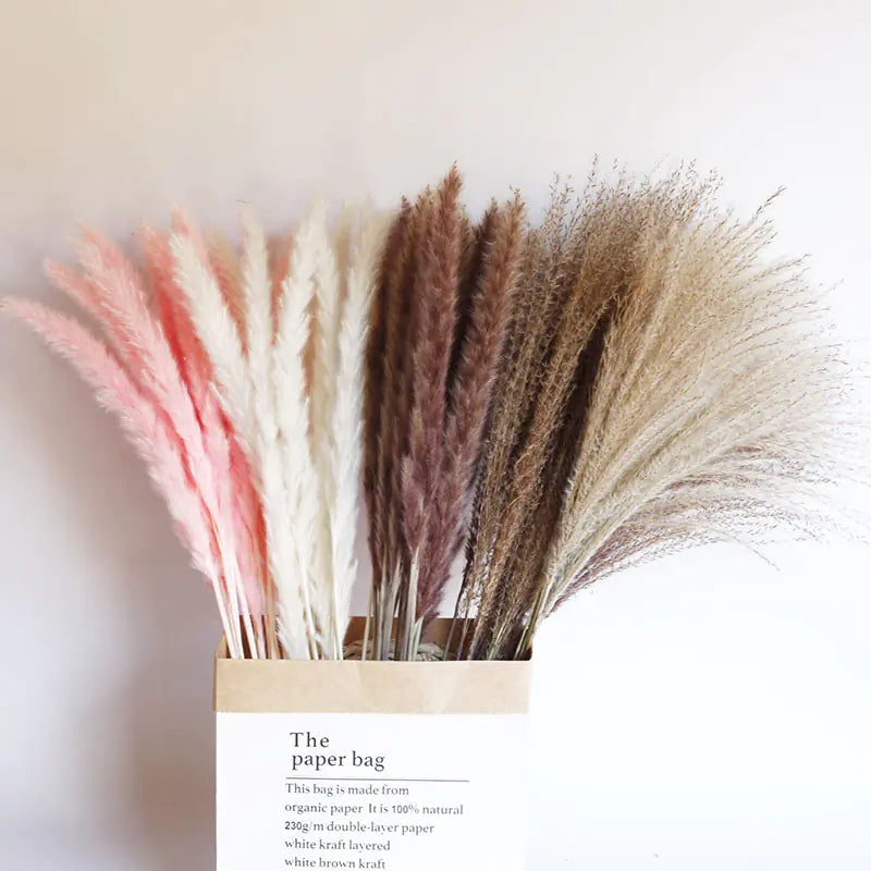 Dried Pampas Bouquet, 15 Stems Moderne Vases