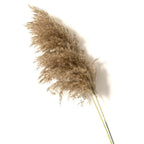 Pampas Grass Moderne Vases